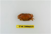 藏品(光手滑面蟹)的圖片